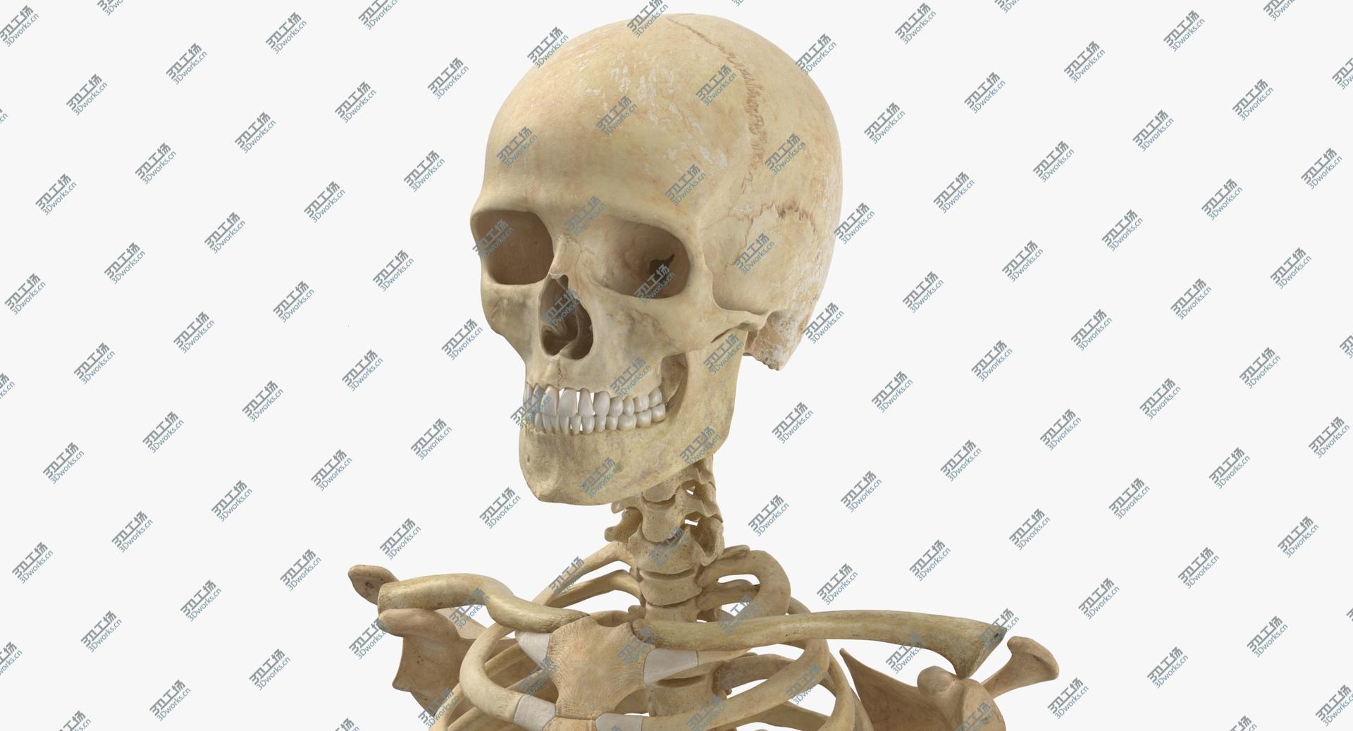 images/goods_img/202104021/3D Real Human Rib Cage Spine Male Skull Calvicle and Scapula Bones Anatomy 01 model/4.jpg